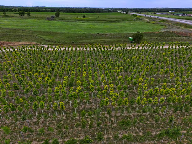 istock A large field with seedlings of various trees. Plant nursery. Tree sapling 2220415781