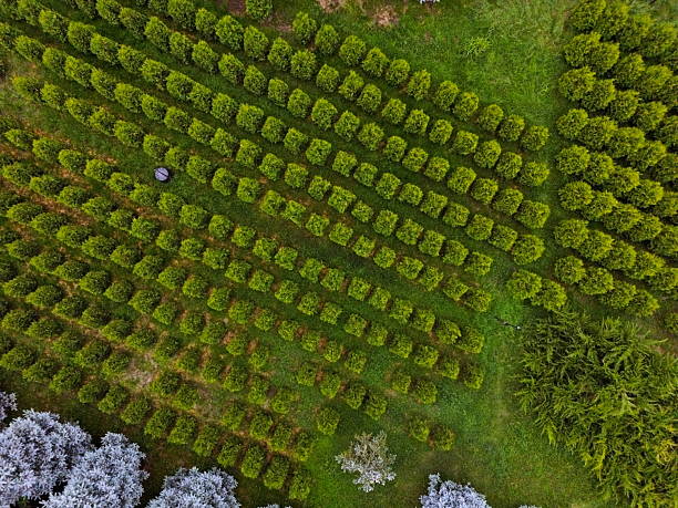 istock A large field with seedlings of various trees. Plant nursery. Tree sapling 2220416162