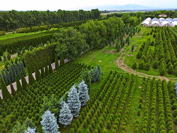 A large field with seedlings of various trees. Plant nursery. Tree sapling