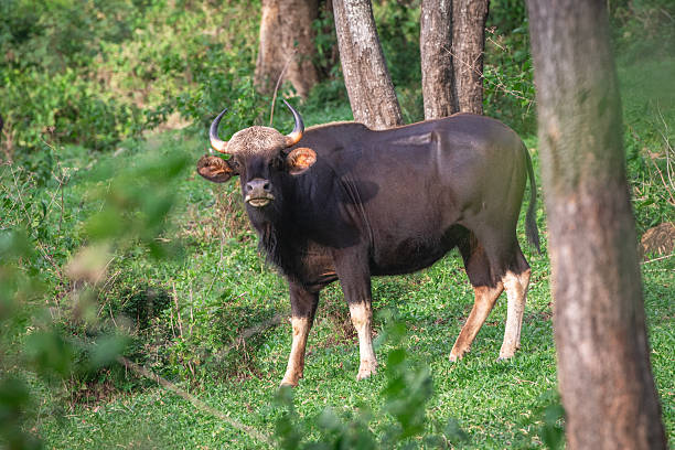 istock Gaur (Bos gaurus) in the forest of Khao Phaeng Ma 2220417003