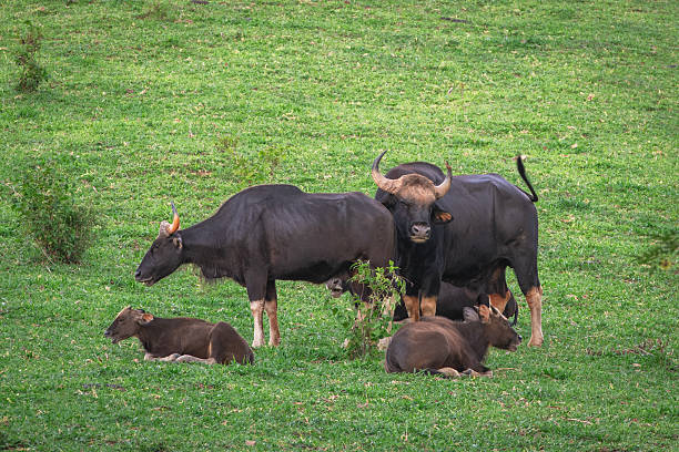 istock Gaur (Bos gaurus) in the forest of Khao Phaeng Ma 2220417199