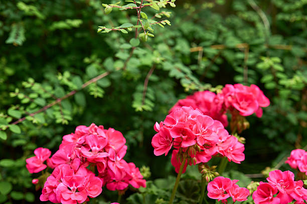 Close-up of vibrant pink geranium flowers thriving in a lush green garden setting