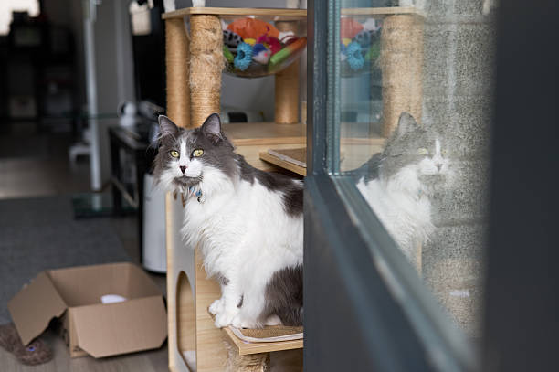 Grey and white domestic long-haired cat relaxing on cat tree