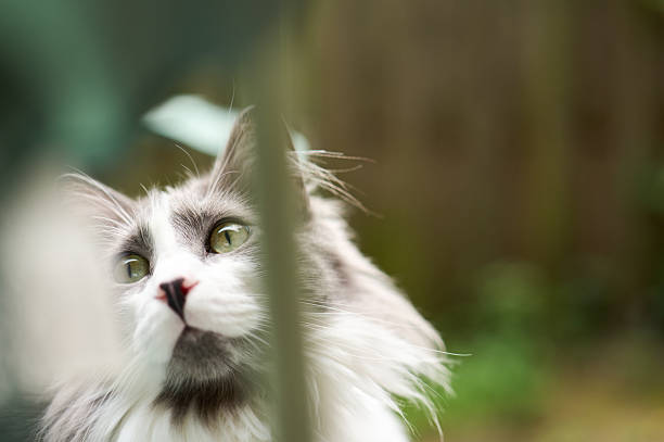 White cat.