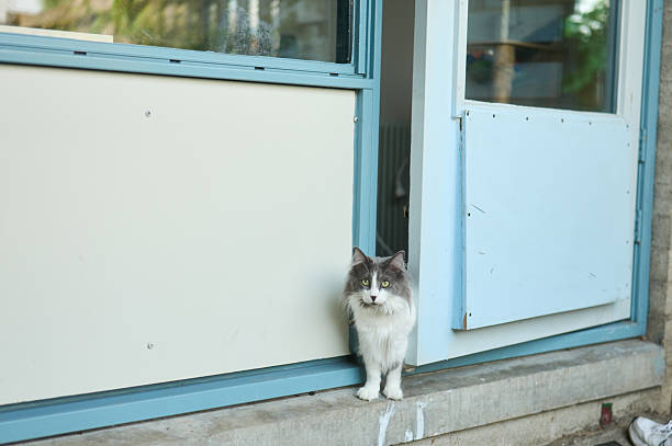 Fluffy grey and white cat looking at the camera, sitting on a doorstep by a partially opened door