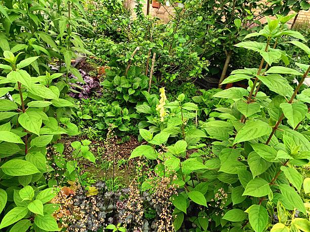 istock Heuchera with decorative leaves will decorate any garden 2220420446