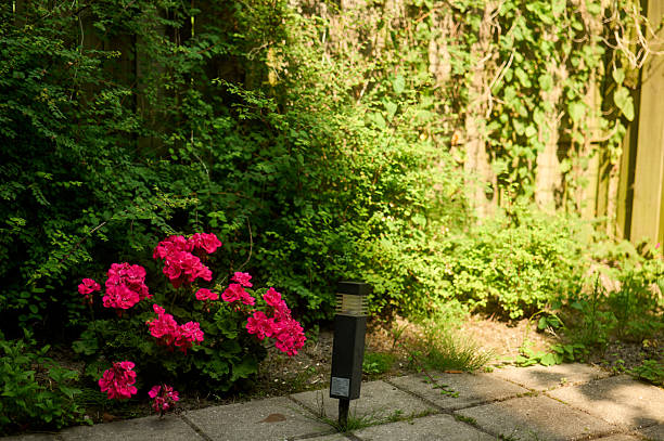 Red geraniums thriving in a serene garden corner, bathed in soft sunlight