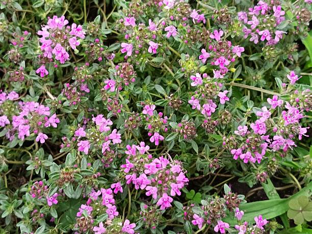 istock creeping thyme blooming in the garden 2220420496