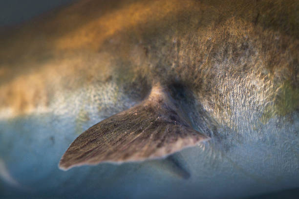 Pectoral fin of a European eel (Anguilla anguilla), Gloucestershire, England