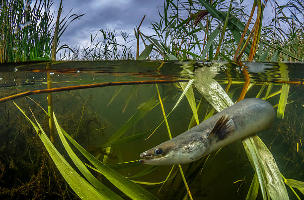 European eel (Anguilla anguilla) in wetlands, Gloucestershire, England