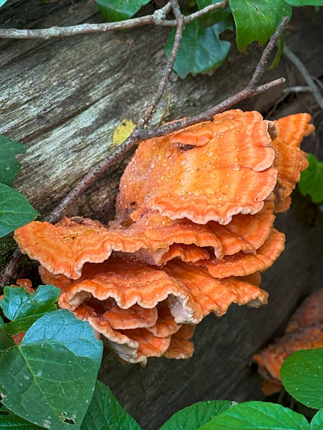 istock Vibrant Orange Bracket Fungus Growing on Tree Trunk 2220425589