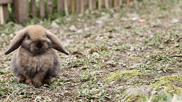 istock fluffy brown rabbit sits on grassy ground, looking calm and serene 2220425620