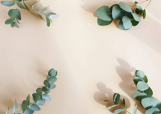 istock Eucalyptus leaves frame top view on a beige background with copy space 2220427613