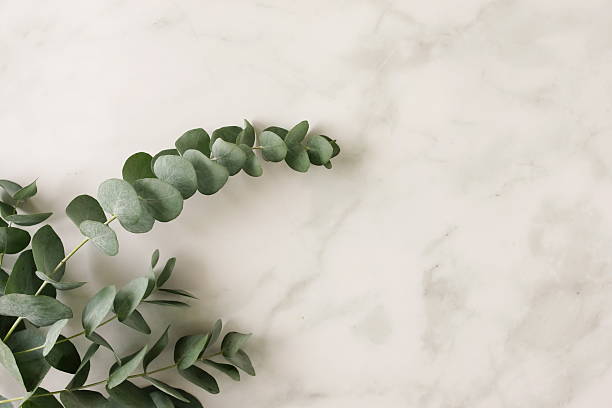 istock Eucalyptus leaves frame top view on a white marble background with copy space . 2220427627