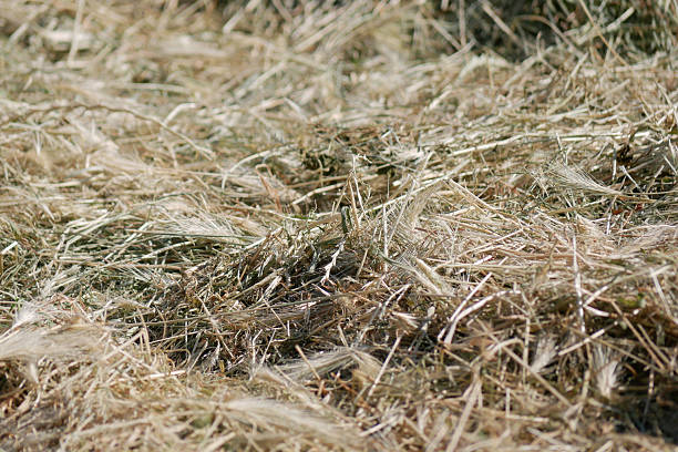istock Mown grass for hay making to feed farm animals. Textured abstract background 2220427878
