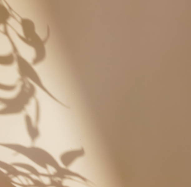 istock Abstract natural leaves shadows background on beige color texture . copy space. 2220427931