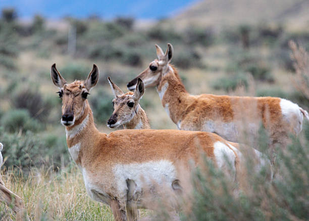 istock Small herd of Pronghorn emerging from the brush 2220428081