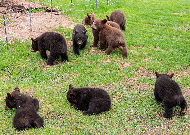 Bear cubs playing at Bear World, Rapid City, South Dakota