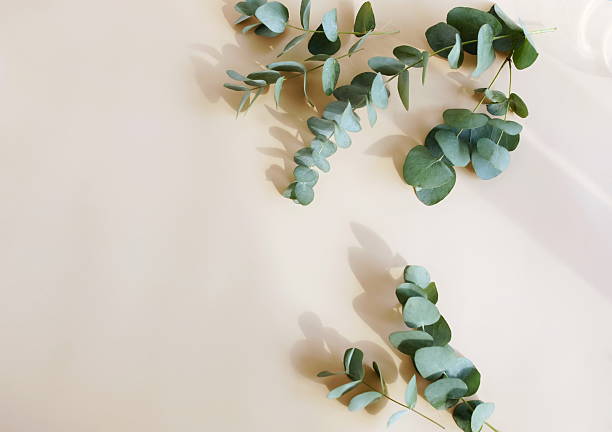 istock Eucalyptus leaves frame top view on a beige background with copy space . 2220428431