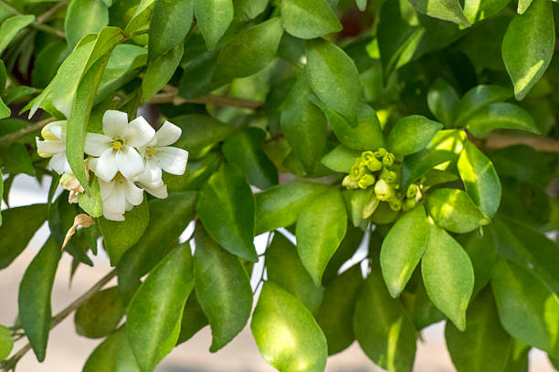 istock Jasmine flowering tree in Cambodia 2220428615