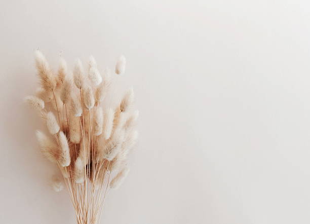 istock Dry fluffy flowers bouquet on beige background template with copy space. 2220430427