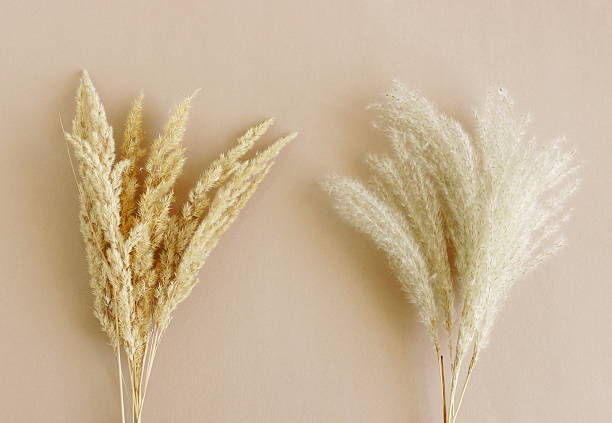 istock Dry beige pampass grass plant set top view on beige backdrop. 2220431057