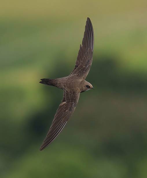 istock Swift in Flight Against Green Background 2220431437