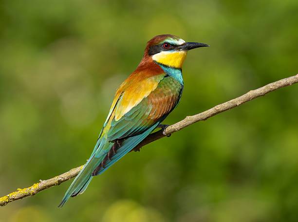istock Colorful European bee-eater on a branch. 2220431464