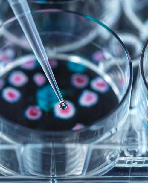 istock A lab experiment in progress, with a pipette dispensing liquid into a petri dish with cell cultures. 2220431499