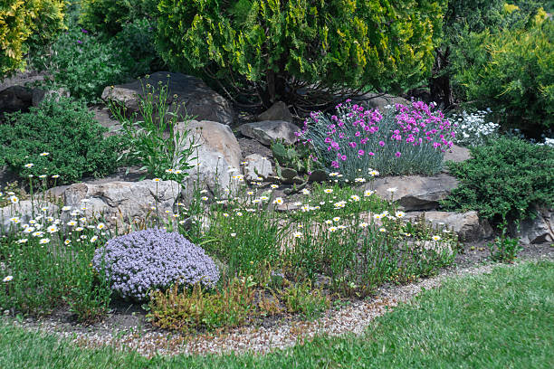 istock Application natural stone and phlox carnations daisies in landscape design. 2220432520