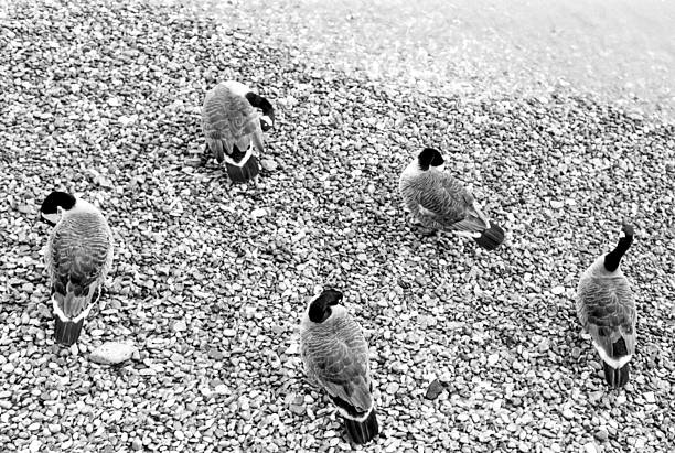 Five canada geese resting on a pebble beach, feathers ruffled and heads tucked in, captured in a vintage monochrome style that highlights their serene presence in nature