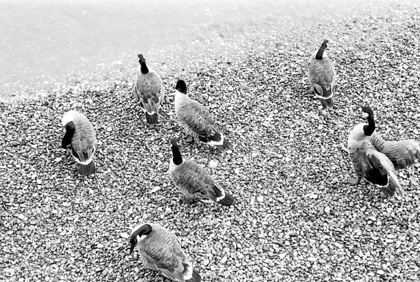 Eight geese are standing and walking on a pebble beach near the water, captured in a vintage, grainy, monochrome style reminiscent of 35mm film