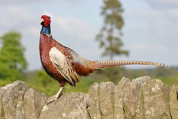 istock Close up of a pheasant on a stone wall 2220433553