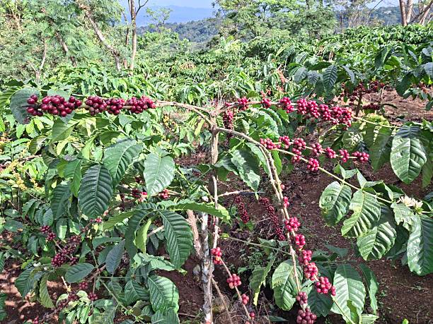 istock fruiting coffee tree, coffee fruit, raw coffee, coffee beans, coffee plantation 2220434272