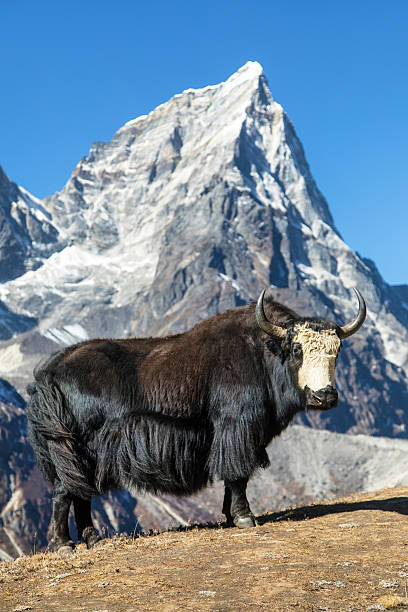 istock black and white yak or dzo way to Everest base camp 2220435509