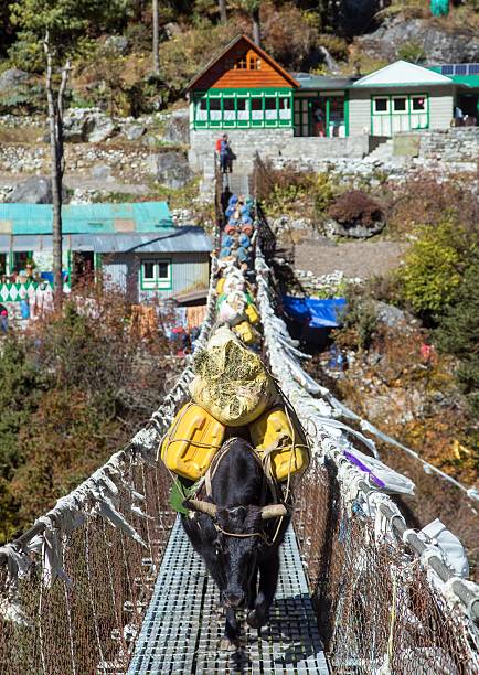 Yak or dzo with backpacks on rope hanging suspension bridge on the way to Mount Everest base camp near Namche Bazar, Nepal Himalayas mountains, Yak in latin Bos mutus grunniens