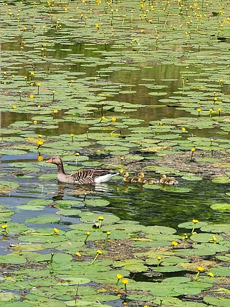 istock Ducks swimming in a water lily filled pond 2220436294