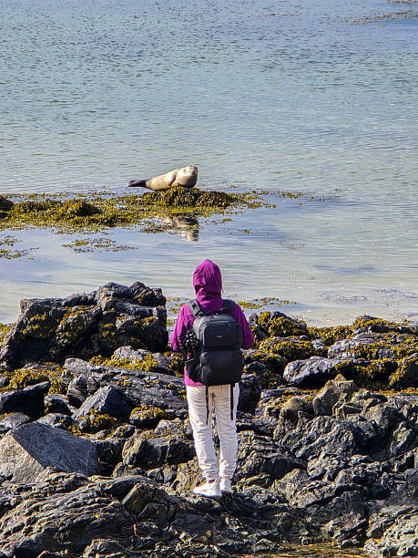 Exploring ytri tunga beach in iceland with a curious seal