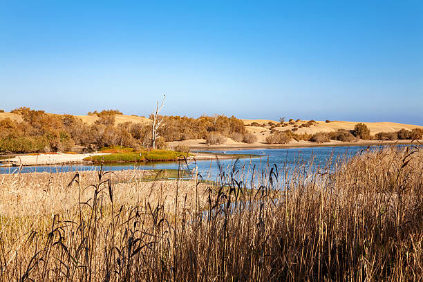 istock Lake La Charca, Maspalomas, Gran Canaria, Canary Islands, Spain. 2220439885