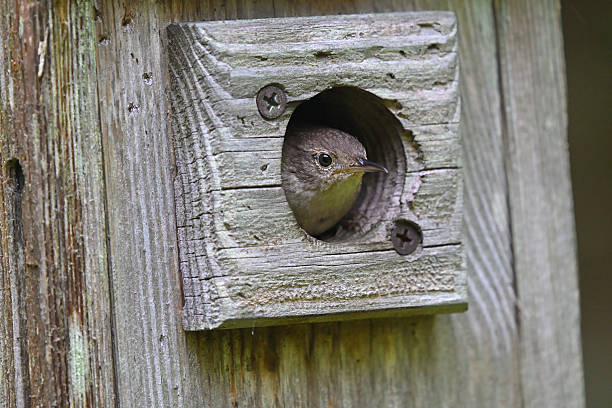 A baby house sparrow with its head sticking out of a wooden bird box.