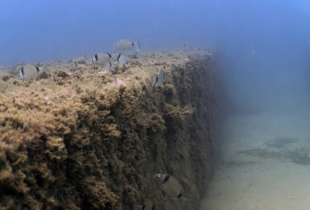 Double Banded Bream (Diplodus vulgaris) in Tarragona, Spain