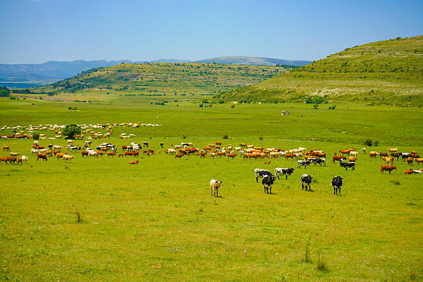 A herd of cows in a green meadow.