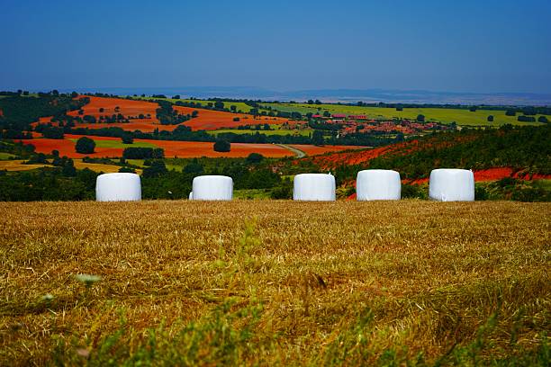 Straw bales wrapped in white plastic bags in the field.