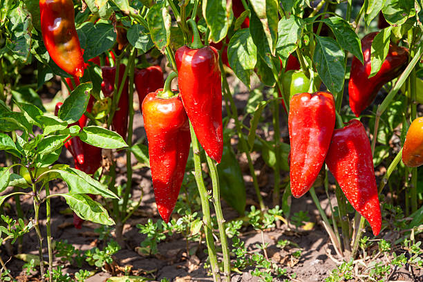 istock Red organic peppers growing in the garden 2220444451