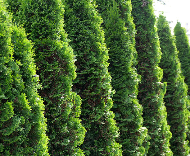 istock Lush Green Thuja Hedges in a Row on Sunny Day 2220444691