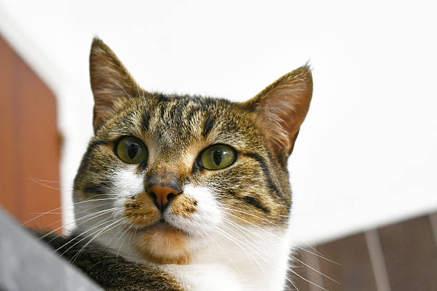 Cat face closeup. Tabby cat looking at something in front of it. Happy pet relaxing at home.