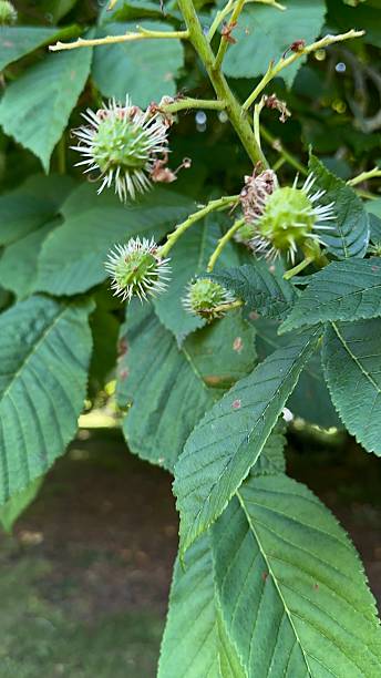 istock Conker tree seeds starting to grow 2220446562