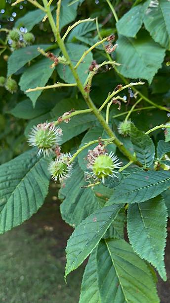istock Conker tree seeds starting to grow 2220446565