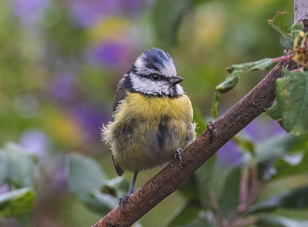 istock Eurasian blue tit on a branch with a colorful blurred background 2220446956