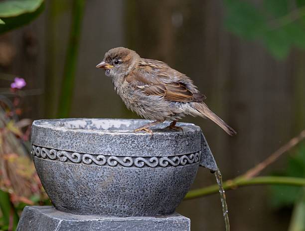 istock House Sparrow perched on an ornate stone birdbath 2220446959